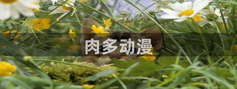 下载动漫天堂：肉多动漫